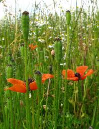 Attēlu rezultāti vaicājumam “Papaver argemone flower”