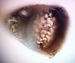 Attēlu rezultāti vaicājumam “Craterium minutum cf. var. brunneum macro”