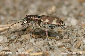 Attēlu rezultāti vaicājumam “Cicindela hybrida”