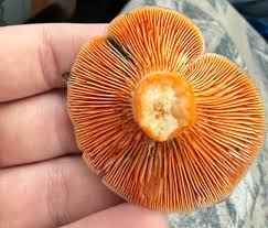 Attēlu rezultāti vaicājumam “Lactarius deterrimus”