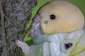 Attēlu rezultāti vaicājumam “Cimbex femoratus larva”