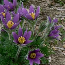 Attēlu rezultāti vaicājumam “Pulsatilla vulgaris flower”