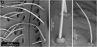 Attēlu rezultāti vaicājumam “Capsodes gothicus imago”