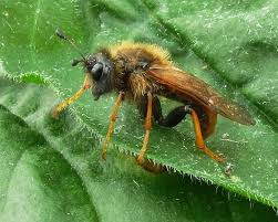 Attēlu rezultāti vaicājumam “Trichiosoma larva”