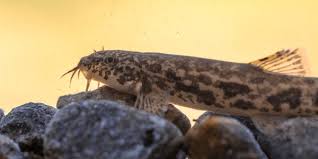 Attēlu rezultāti vaicājumam “Barbatula barbatula”