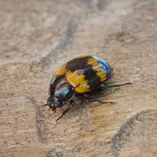 Attēlu rezultāti vaicājumam “Diaperis boleti”