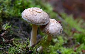 Attēlu rezultāti vaicājumam “Inocybe lanuginosa”