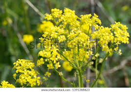 Attēlu rezultāti vaicājumam “Bunias orientalis flower”