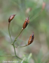 Image result for Consolida regalis