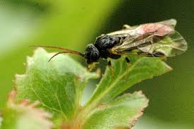 Attēlu rezultāti vaicājumam “Pristiphora maesta”