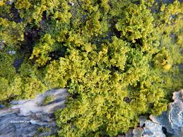 Attēlu rezultāti vaicājumam “Xanthoria candelaria”