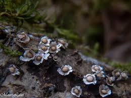 Attēlu rezultāti vaicājumam “Diderma deplanatum”