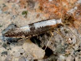 Attēlu rezultāti vaicājumam “Argyresthia spinosella”