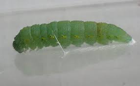 Attēlu rezultāti vaicājumam “Pieris rapae larva”