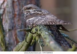 Attēlu rezultāti vaicājumam “Caprimulgus europaeus”