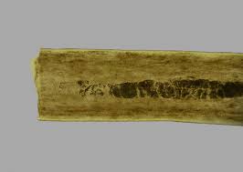 Image result for human hair microscope image