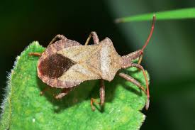 Attēlu rezultāti vaicājumam “Coreus marginatus imago”