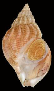 Image result for Buccinum undatum