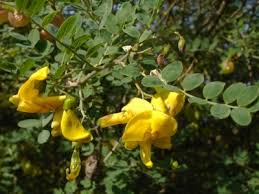 Image result for Colutea arborescens