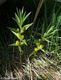 Attēlu rezultāti vaicājumam “Lysimachia thyrsiflora”