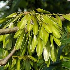 Attēlu rezultāti vaicājumam “Fraxinus excelsior Pendula bud”