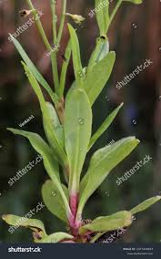 Attēlu rezultāti vaicājumam “Myosotis laxa subsp. baltica”