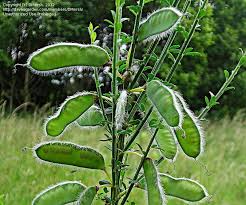 Attēlu rezultāti vaicājumam “Cytisus scoparius fruit”