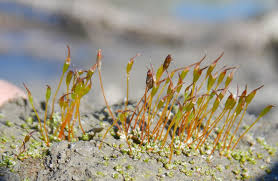 Attēlu rezultāti vaicājumam “Aloina rigida sporophyte”