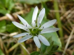 Attēlu rezultāti vaicājumam “Myosoton aquaticum”