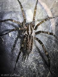 Attēlu rezultāti vaicājumam “Agelenidae”