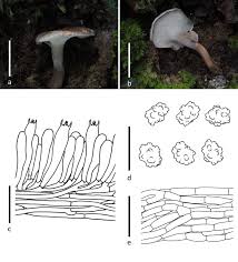 Attēlu rezultāti vaicājumam “Hydnellum sp.”