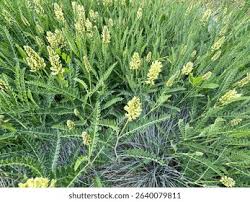 Attēlu rezultāti vaicājumam “Astragalus danicus fruit”