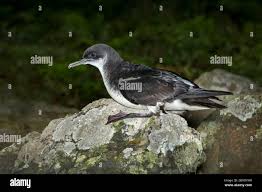 Image result for Puffinus puffinus