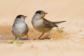 Attēlu rezultāti vaicājumam “Sylvia atricapilla male”