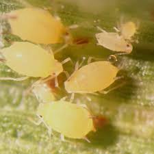 Attēlu rezultāti vaicājumam “Aphis confusa”