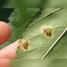 Attēlu rezultāti vaicājumam “Gymnosporangium sp.”