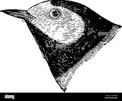 Image result for Wilsonia citrina