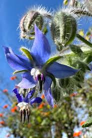Image result for Borago officinalis