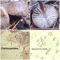 Attēlu rezultāti vaicājumam “Mycena abramsii”