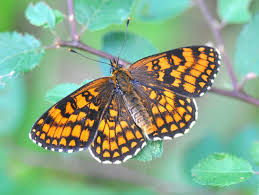 Attēlu rezultāti vaicājumam “Mellicta athalia”