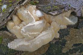 Attēlu rezultāti vaicājumam “Hericium cirrhatum”