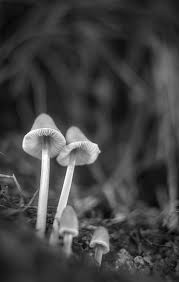 Attēlu rezultāti vaicājumam “Coprinus sp.”