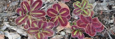 Image result for Drosera