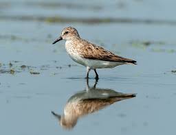 Attēlu rezultāti vaicājumam “Calidris”