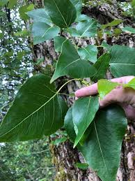 Attēlu rezultāti vaicājumam “Populus x jackii”