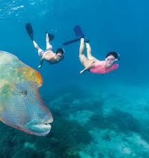 Image result for East Snorkellers