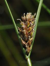 Attēlu rezultāti vaicājumam “Carex lasiocarpa”