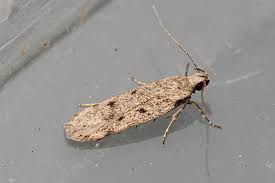 Attēlu rezultāti vaicājumam “Gelechia rhombella”