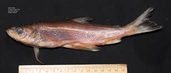 Image result for Coregonus clupeaformis