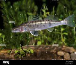 Image result for Sander lucioperca